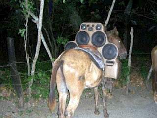 Donkey+having+sound+system.jpg