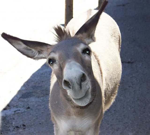 Donkey.jpg
