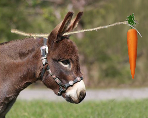 donkey.png