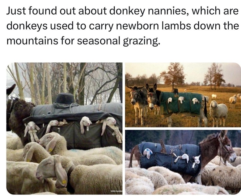donkeys amazing.jpg