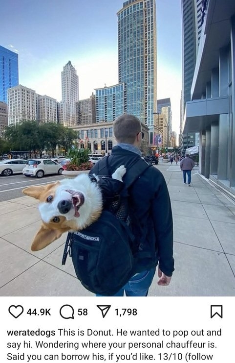 donut dog.jpg