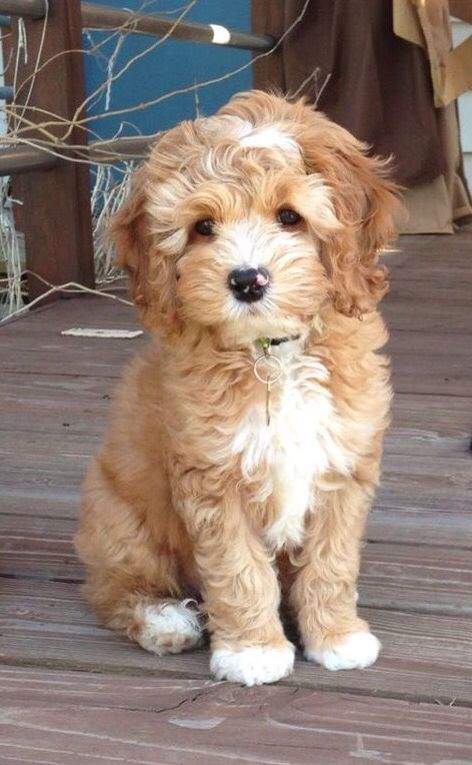 doodle dog.jpg
