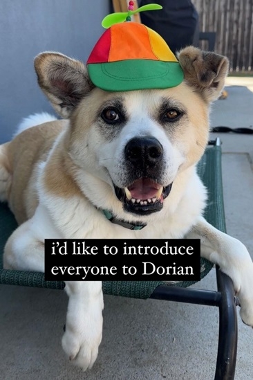 dorian dog.jpg