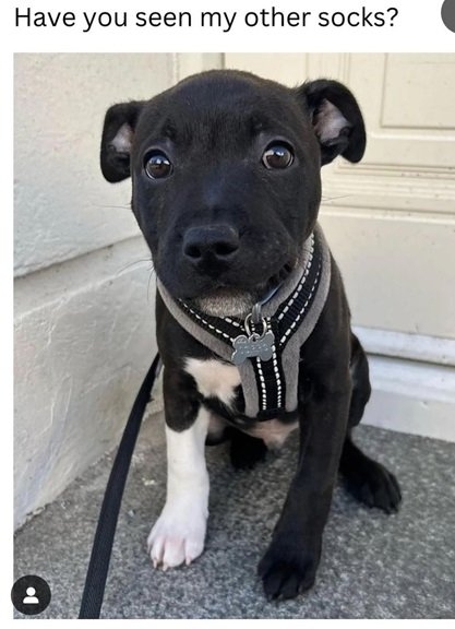 dorro dog.jpg