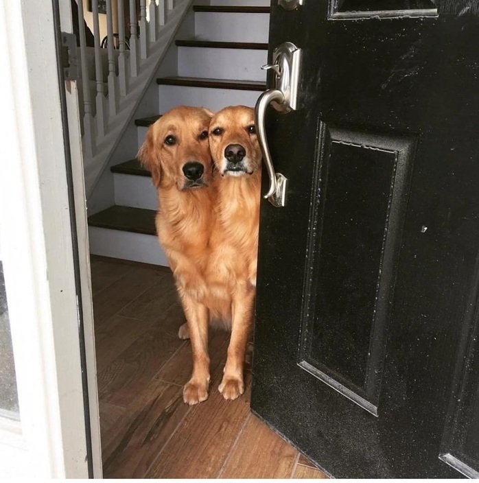 double dog.jpg