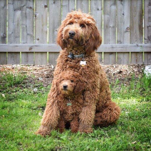 Double-Doodle.jpg