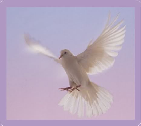 dove.jpg
