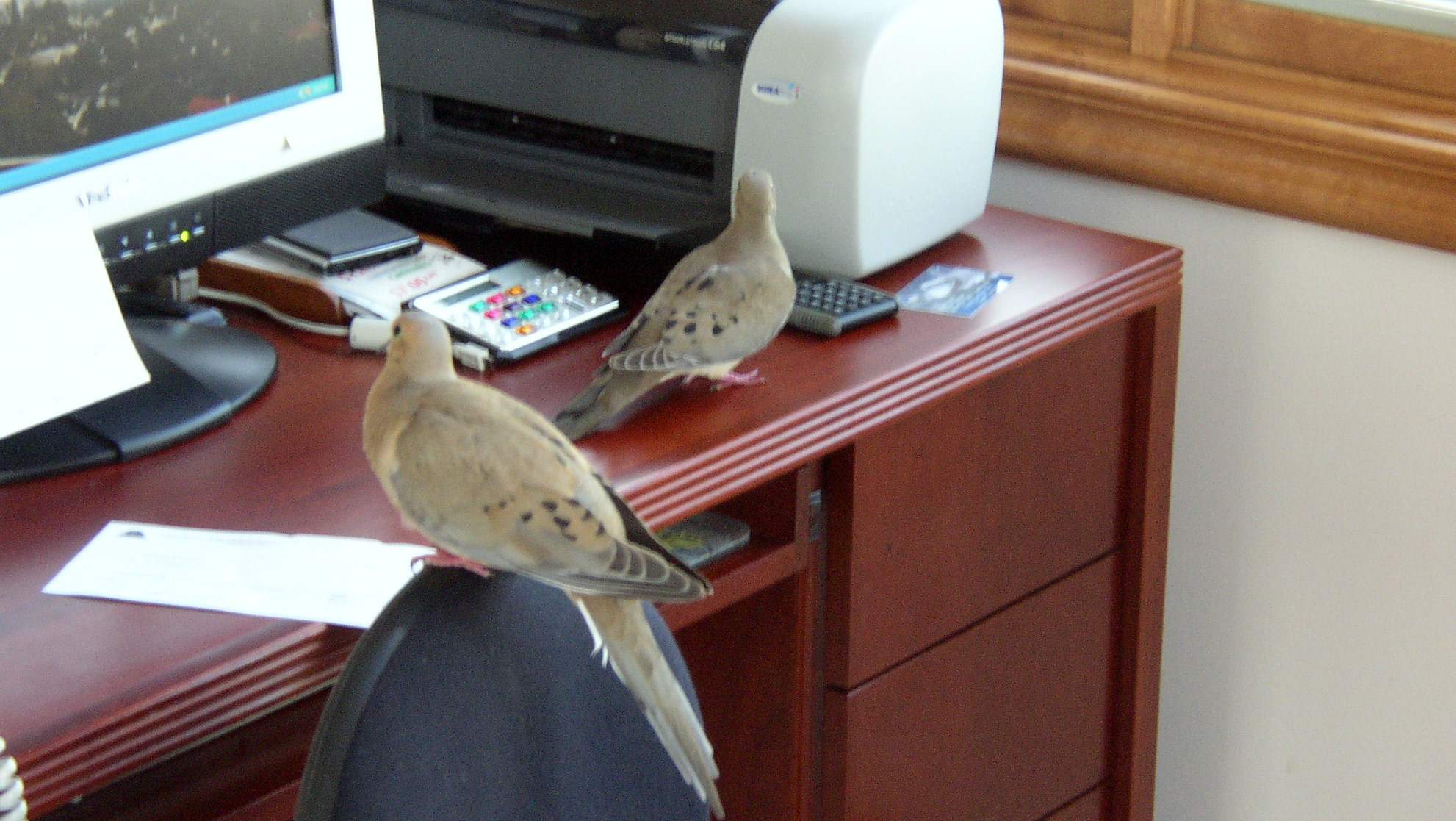 DOVES IN MY OFFICE.jpg