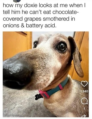 doxie.jpg