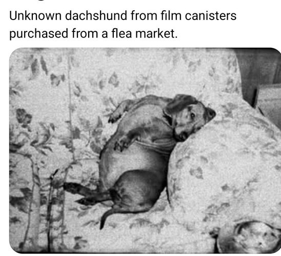 doxie.jpg