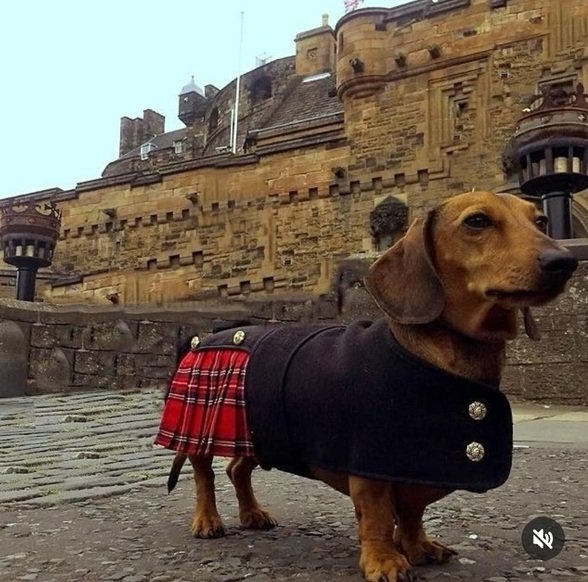 doxie kilt.jpg