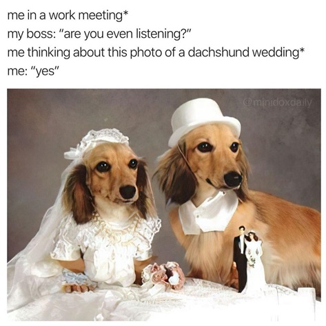 doxie wedding.jpg