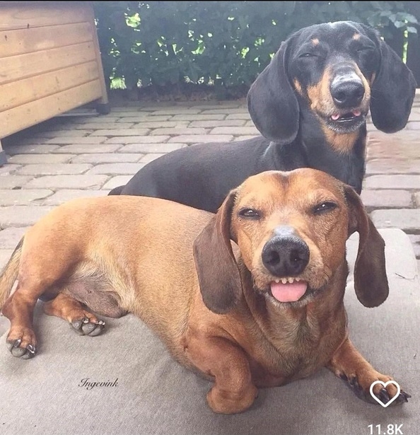 doxies.jpg