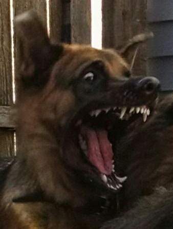 Dozer.JPG
