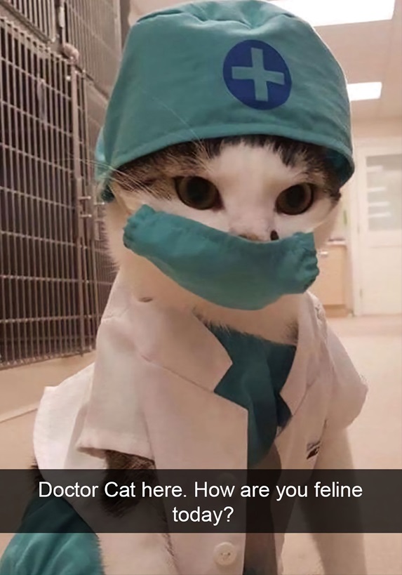 dr cat.jpg