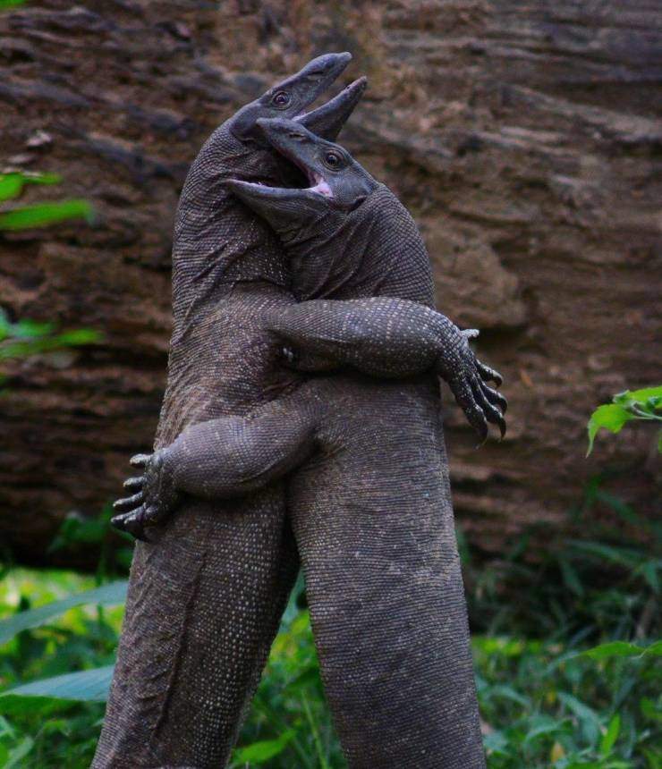 dragon hug.jpg