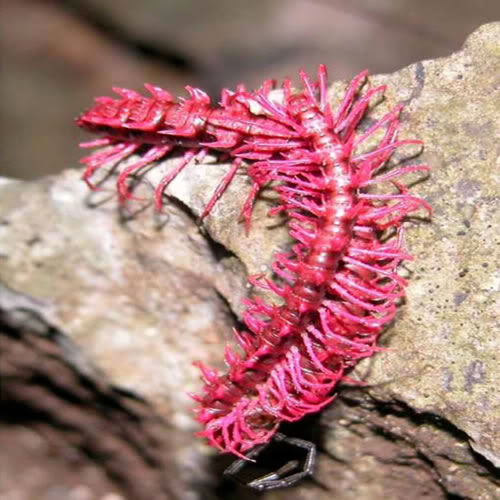 dragon_millipede.jpg