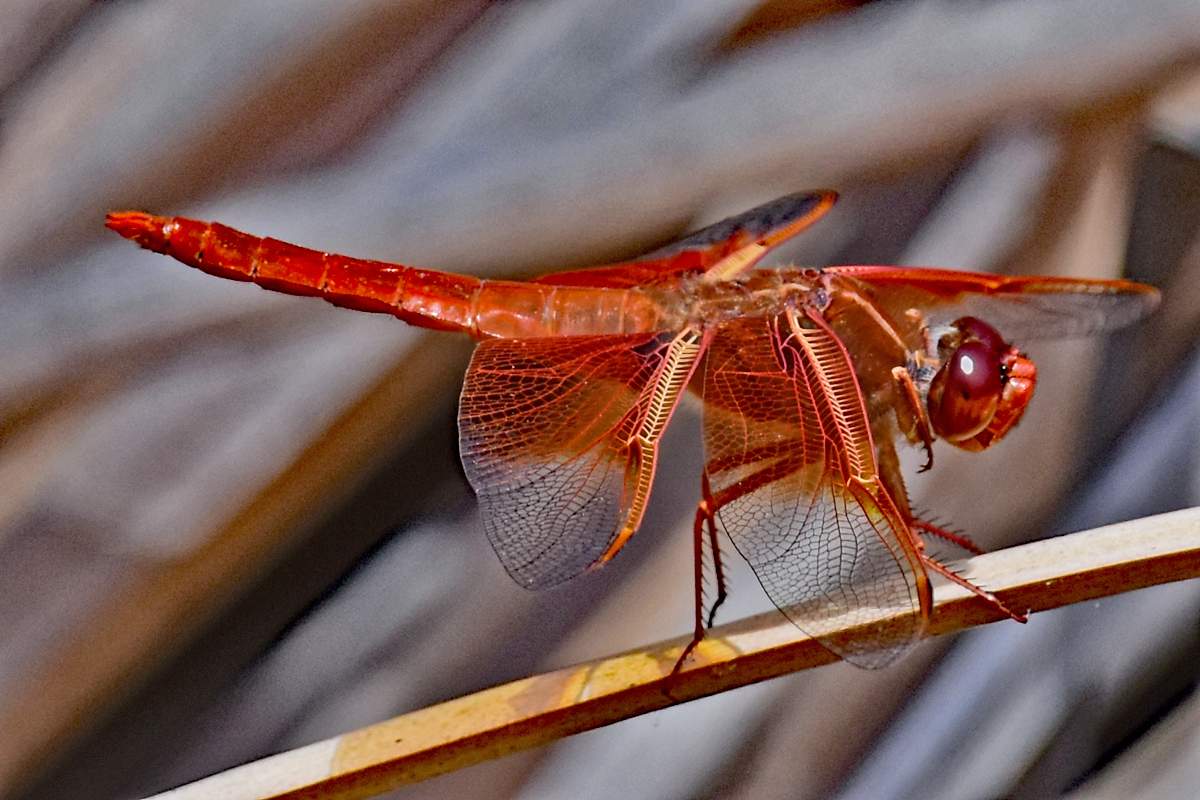 Dragonfly-02-12.jpg