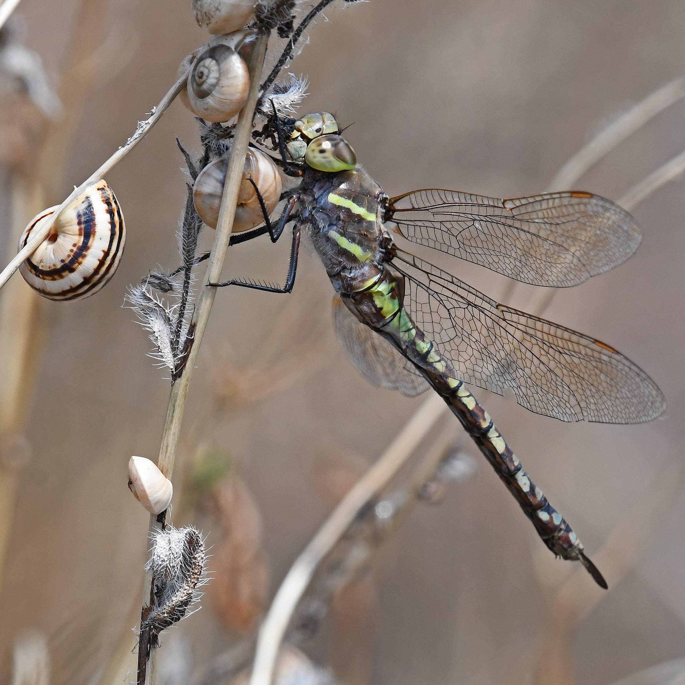 Dragonfly-33-24.jpg