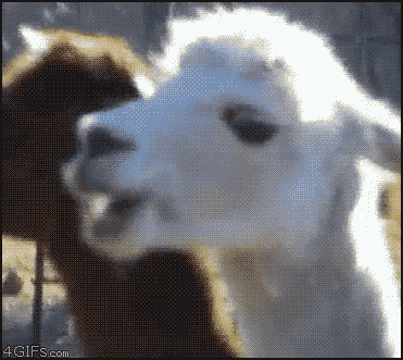 Dramatic-Alpaca.gif