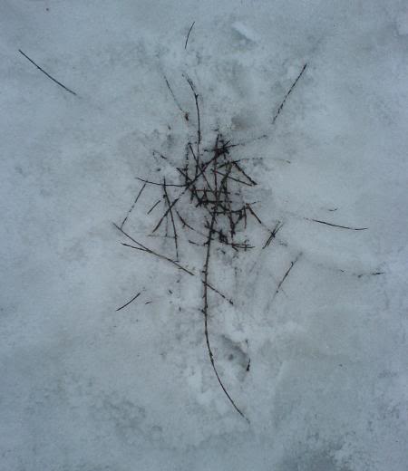 drc_sticks_7.jpg