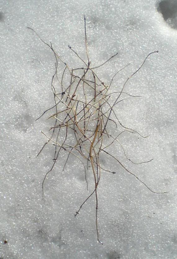 drc_twigs.jpg