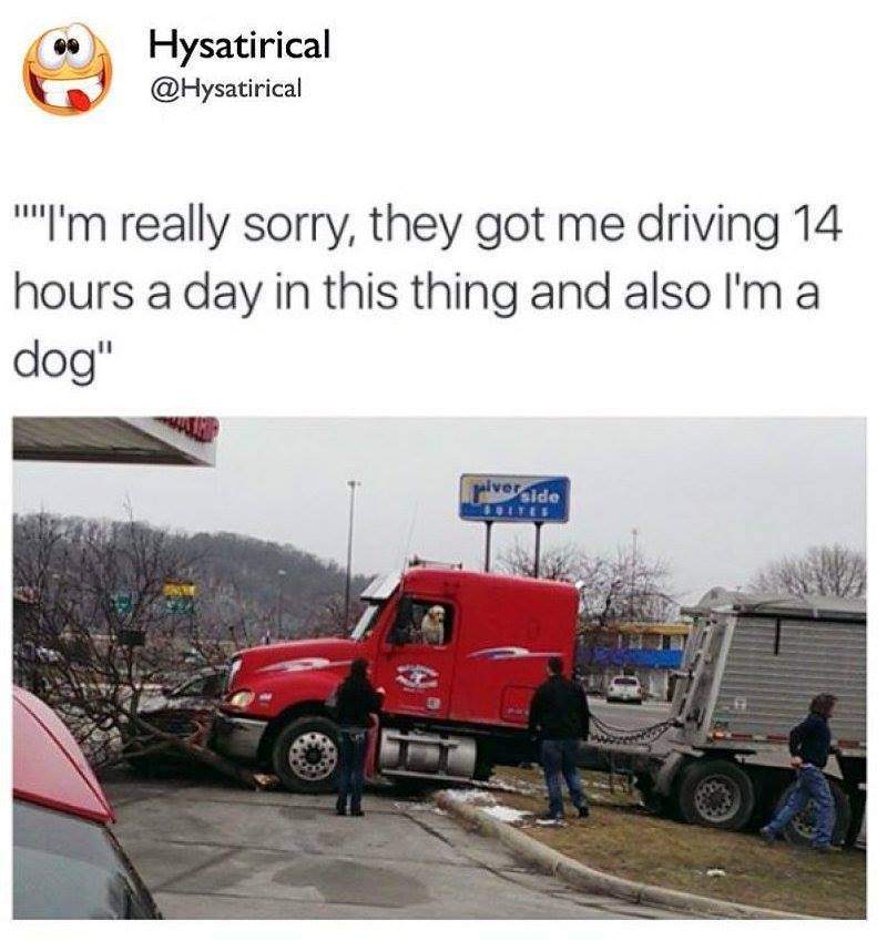 driver also a dog.jpg