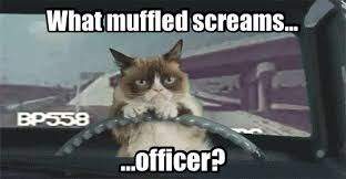 drivercat.jpg