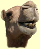 dromedary_head.jpg