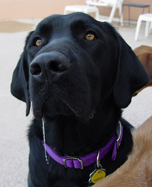 drooling-dog.jpg