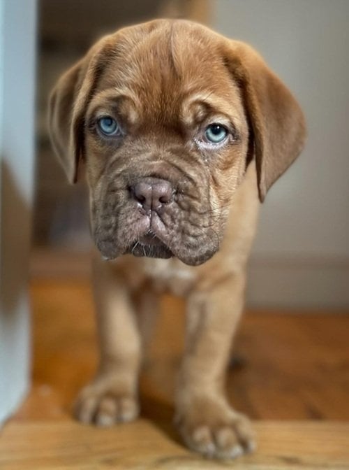 droopy dog.jpg