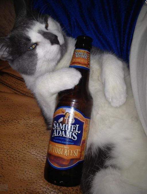 Drunk Cat.JPG