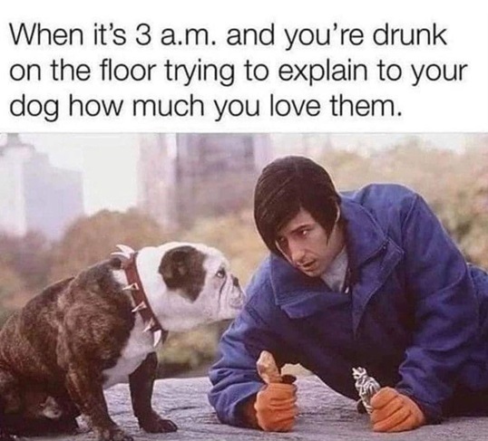 drunk dog.jpg