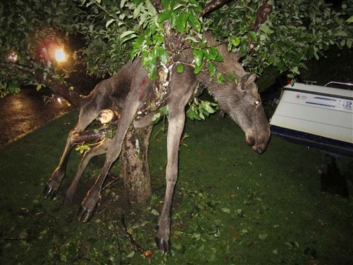 drunk-moose-in-a-tree.jpg
