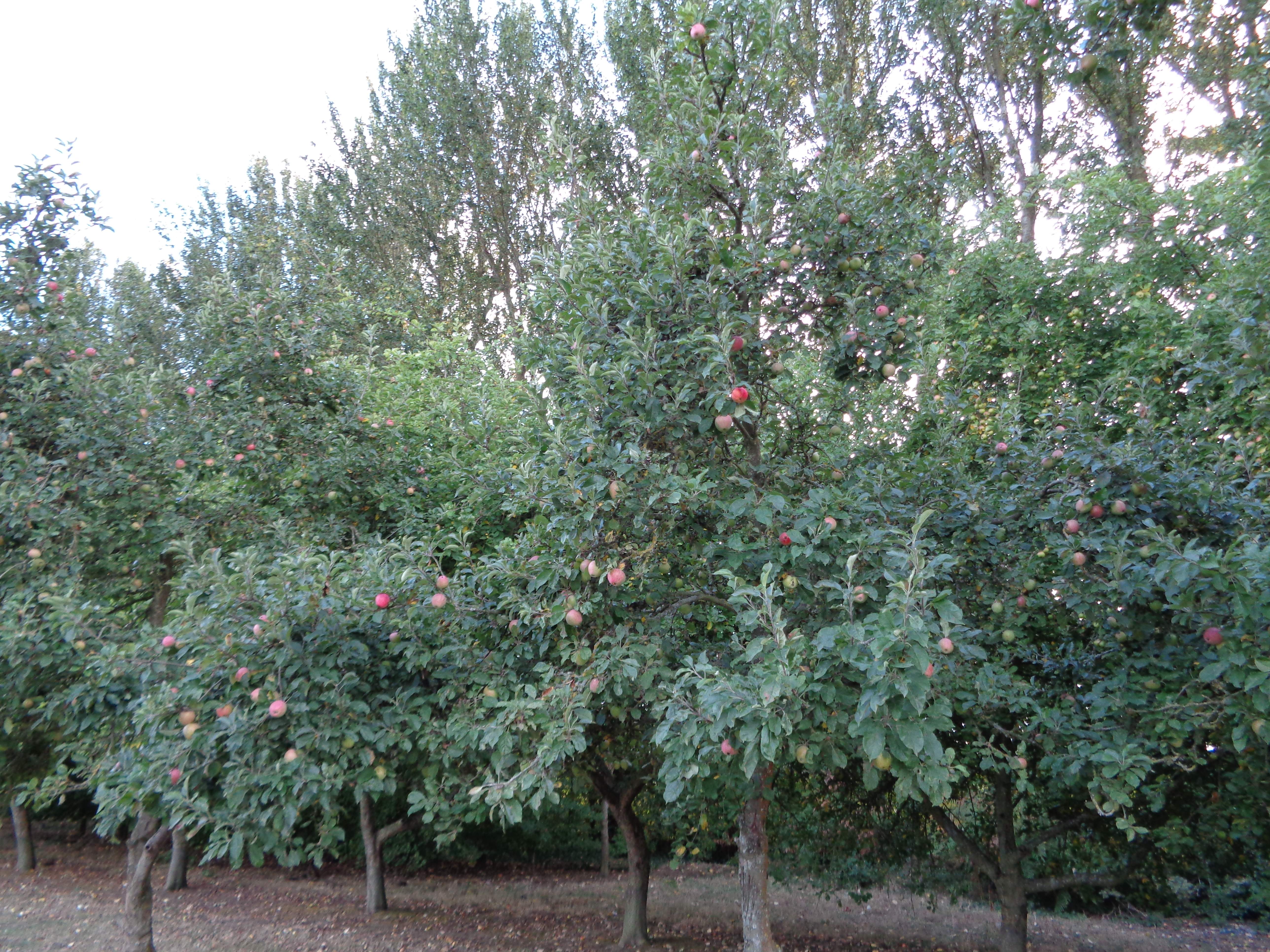 DSC00457.JPG