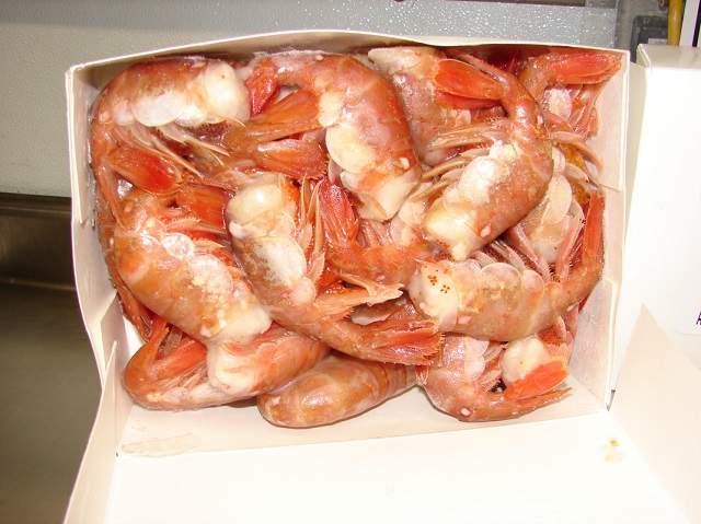 dsc04156_orig.jpg