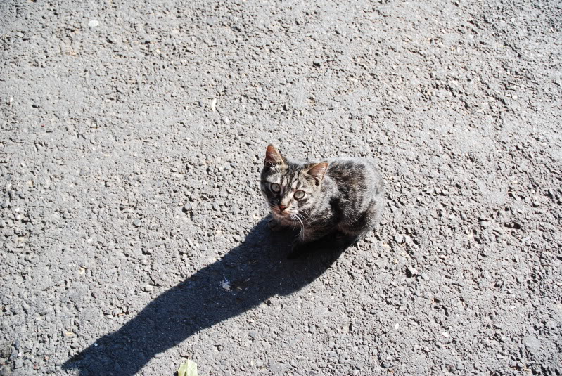 DSC_0287.jpg