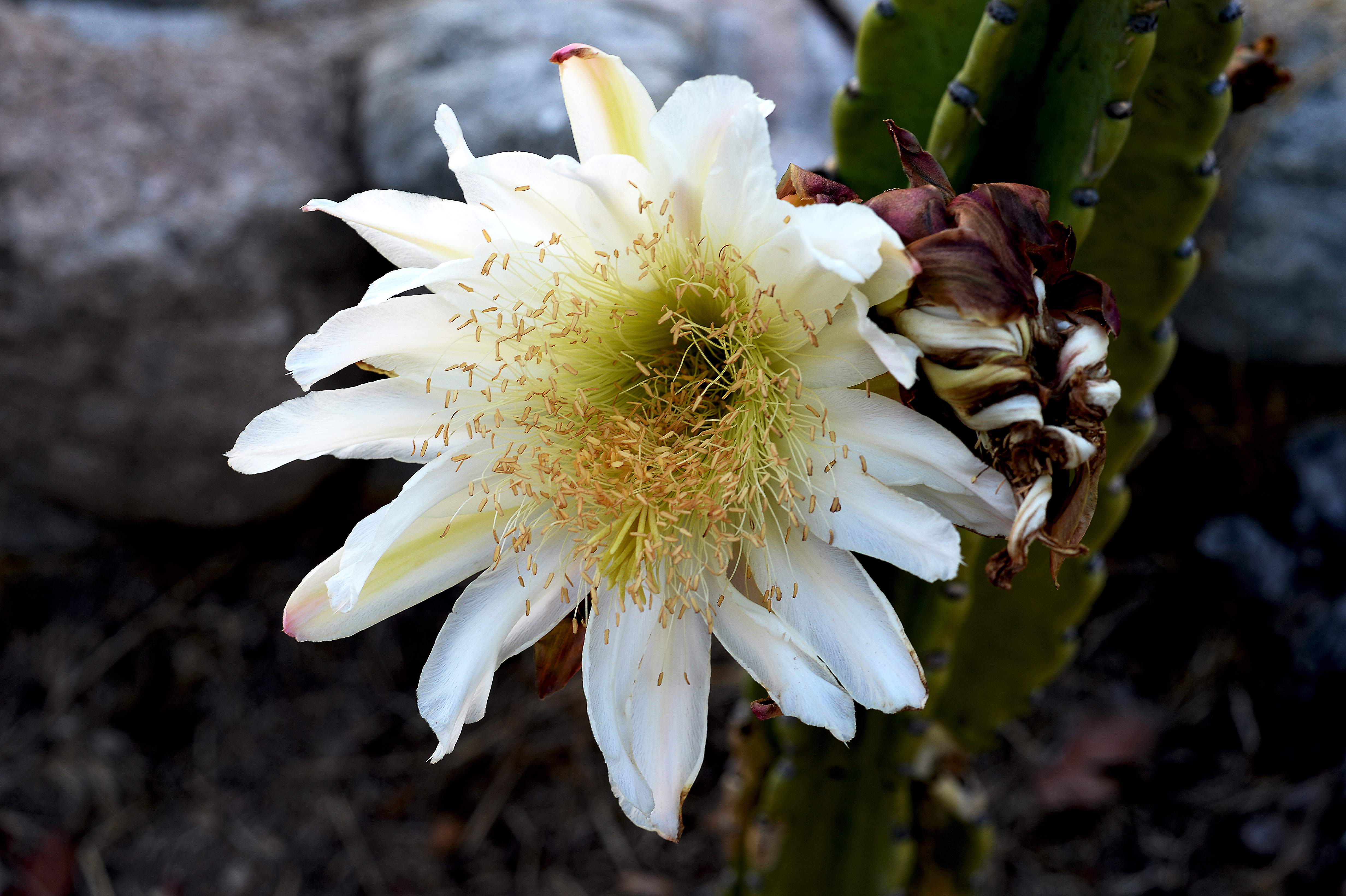 DSC_0967test2.jpg