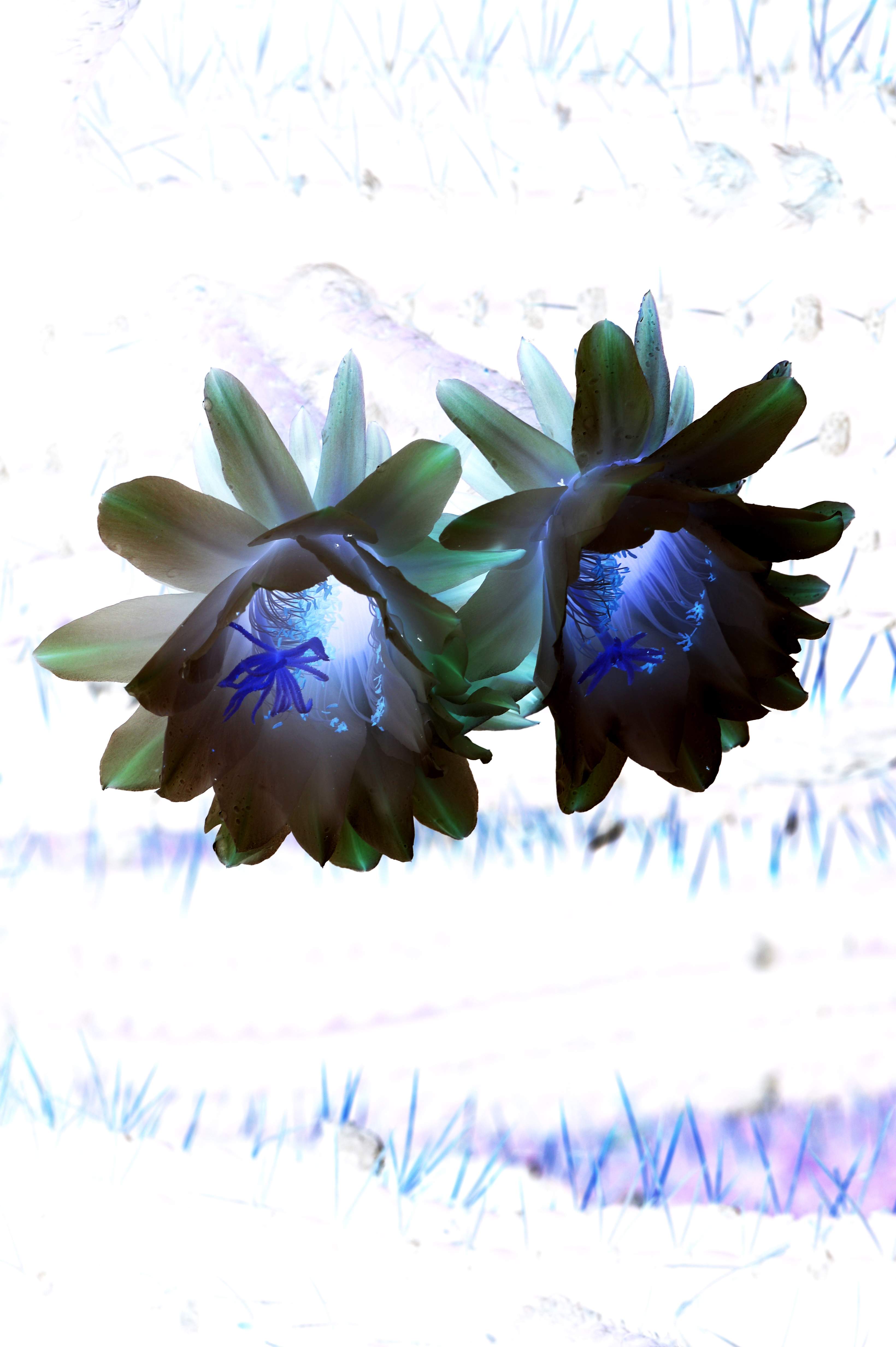 DSC_1522testvertinv.jpg
