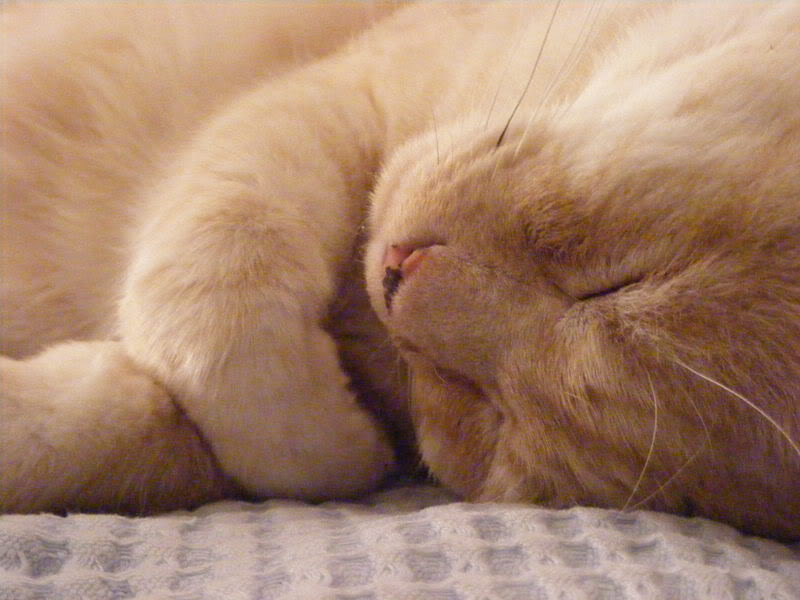 DSCF0130.jpg