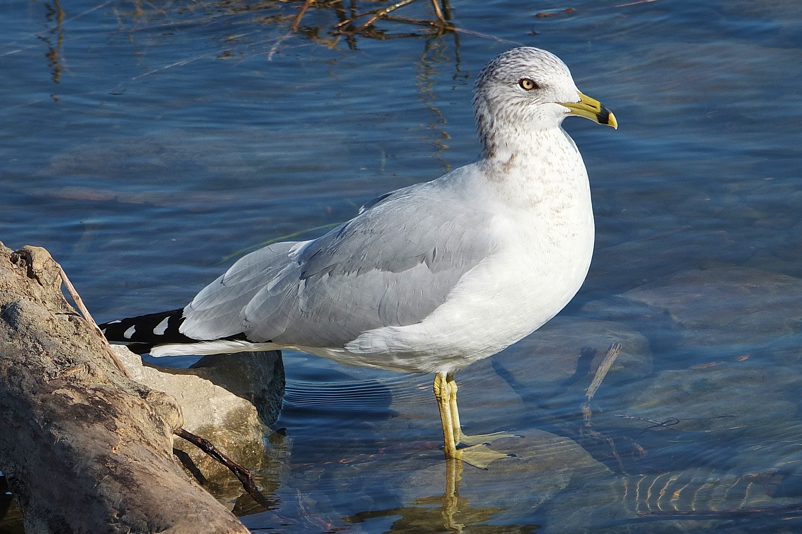DSCF1367.JPG