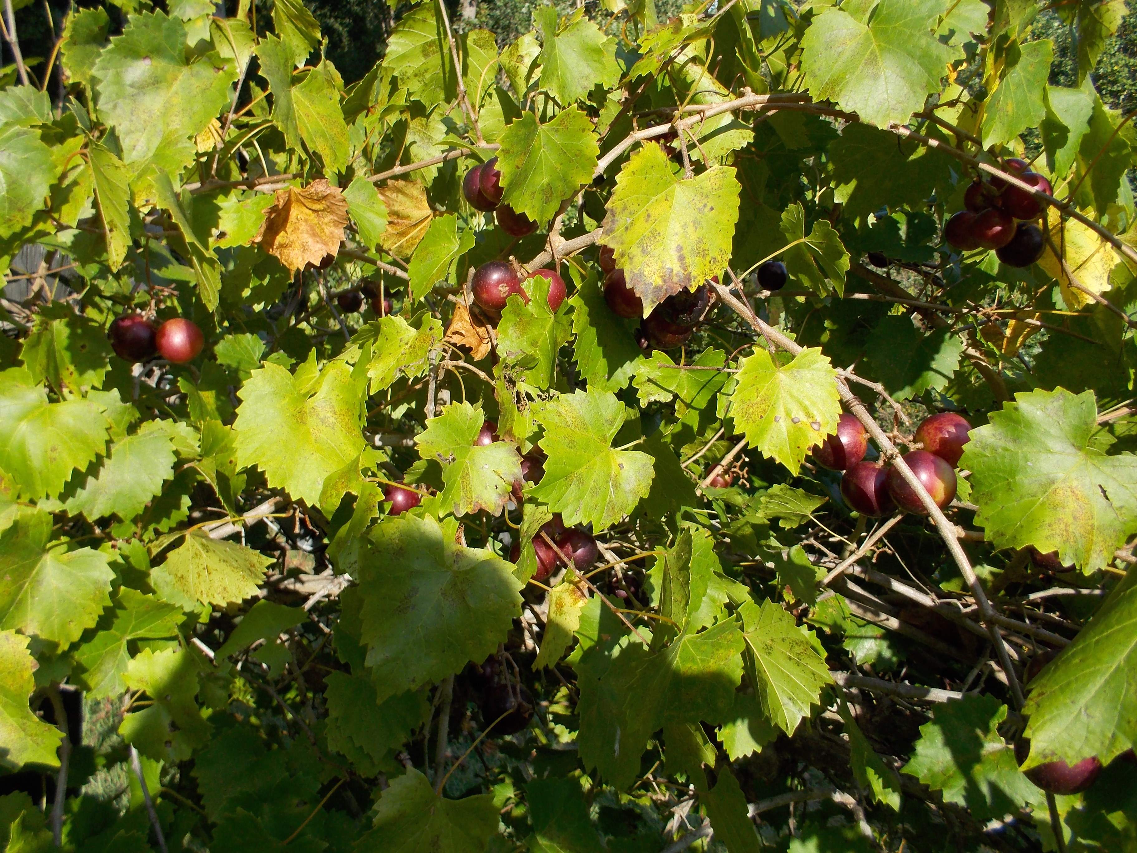 DSCN1031.JPG
