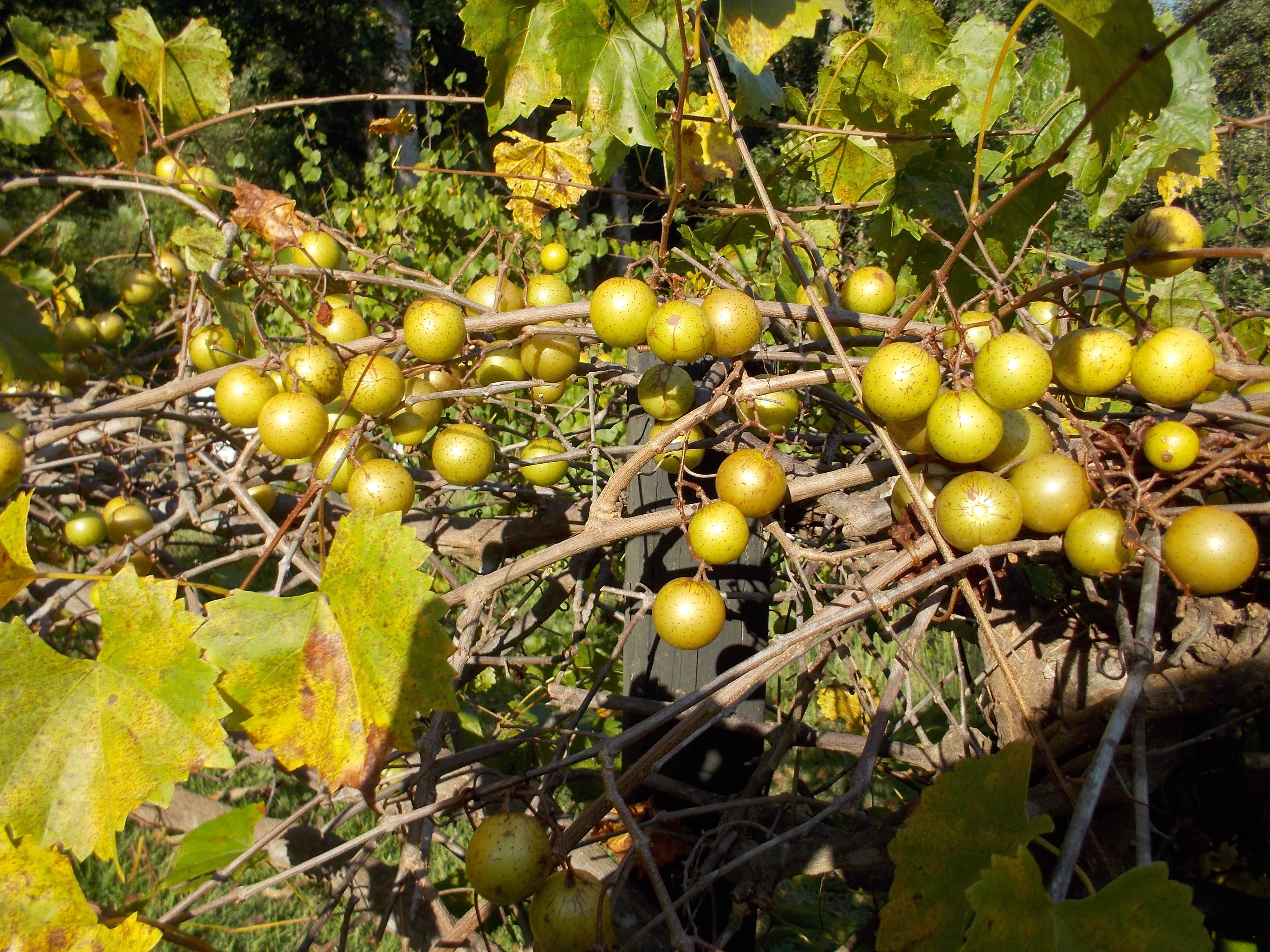 DSCN1033.JPG