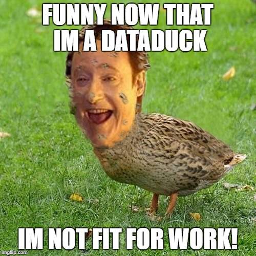 duck.jpg
