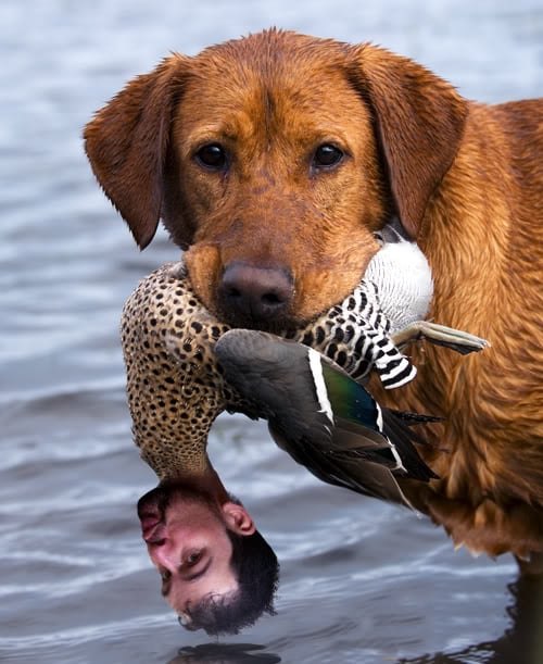 duck-lab.jpg