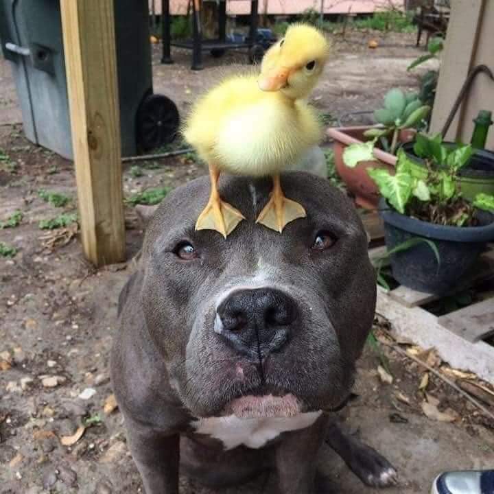 duck on dog.jpg