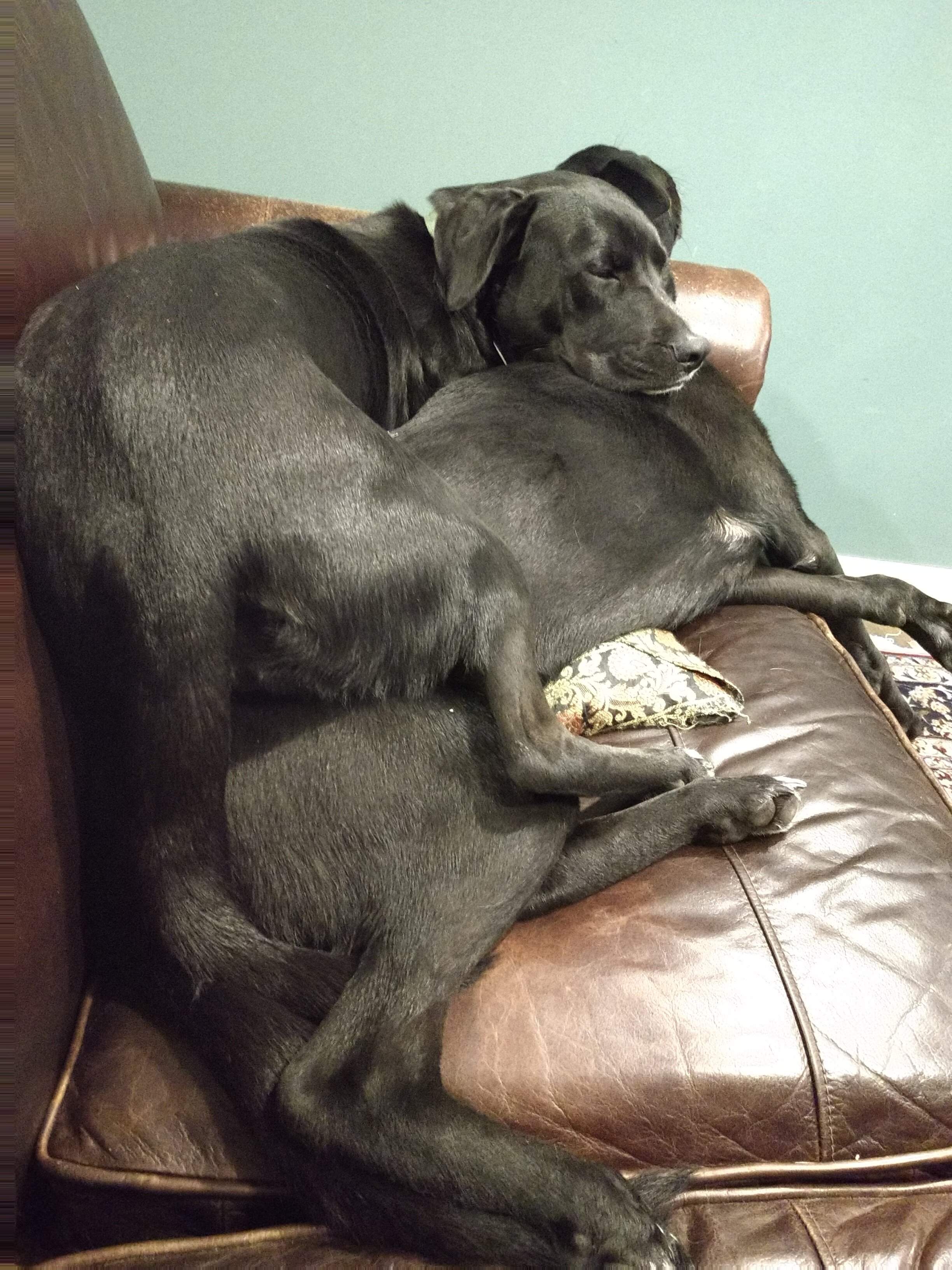 dumbdogs.jpg