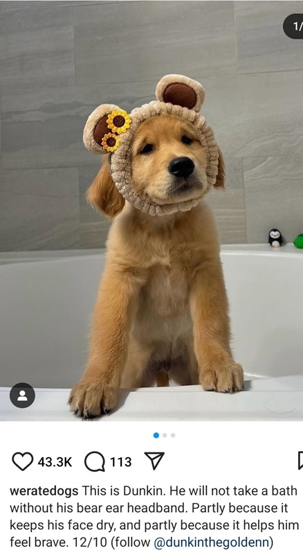 dunkin dog.jpg