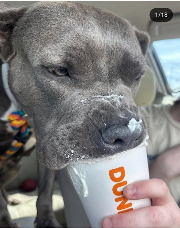 dunkin dog.jpg