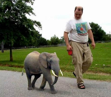 Dwarf-elephant-image.jpg